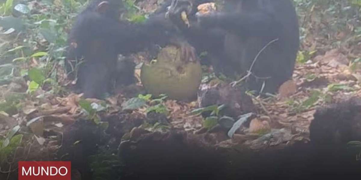 ¡Chimpancés cerveceros? El lado social de una fruta fermentada en Guinea-Bissau