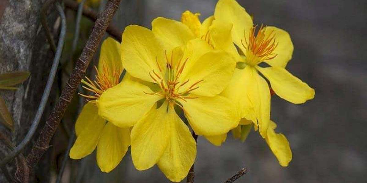 Trồng Mai Vàng Ở Tây Ninh
