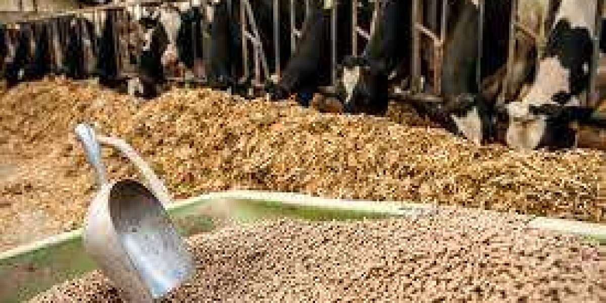 Cattle Feed Industry Size, Share, Growth Drivers & Market Overview