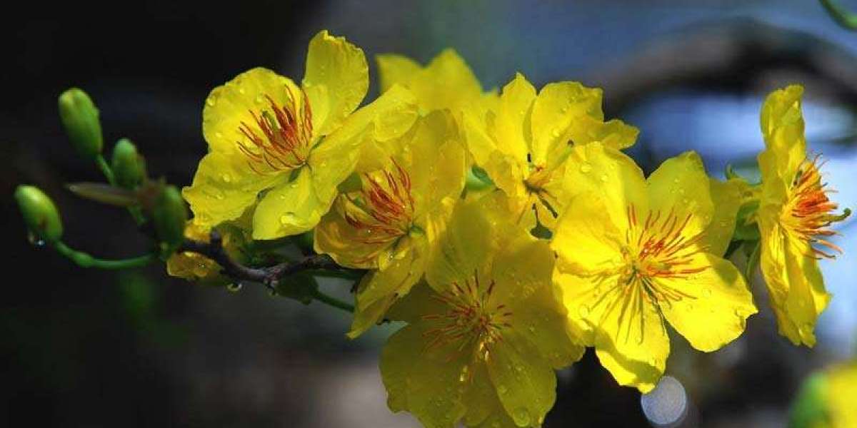 Hoa Mai – Vẻ Đẹp Truyền Thống